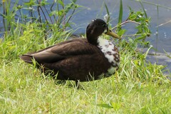 Anas platyrhynchos domesticus