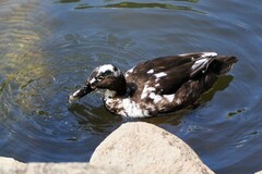 Anas platyrhynchos domesticus