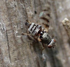 Pseudotephritina
