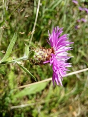 Centaurea fleischeri