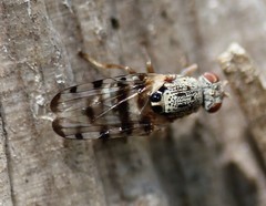 Pseudotephritina