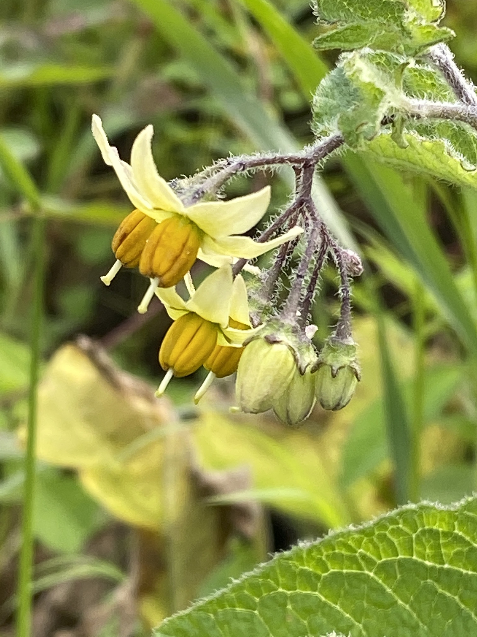 Solanum bulbocastanum