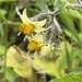 Solanum bulbocastanum - Photo (c) zirahuenortega, some rights reserved (CC BY-NC), uploaded by zirahuenortega