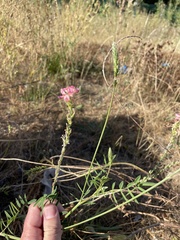 Onobrychis viciifolia