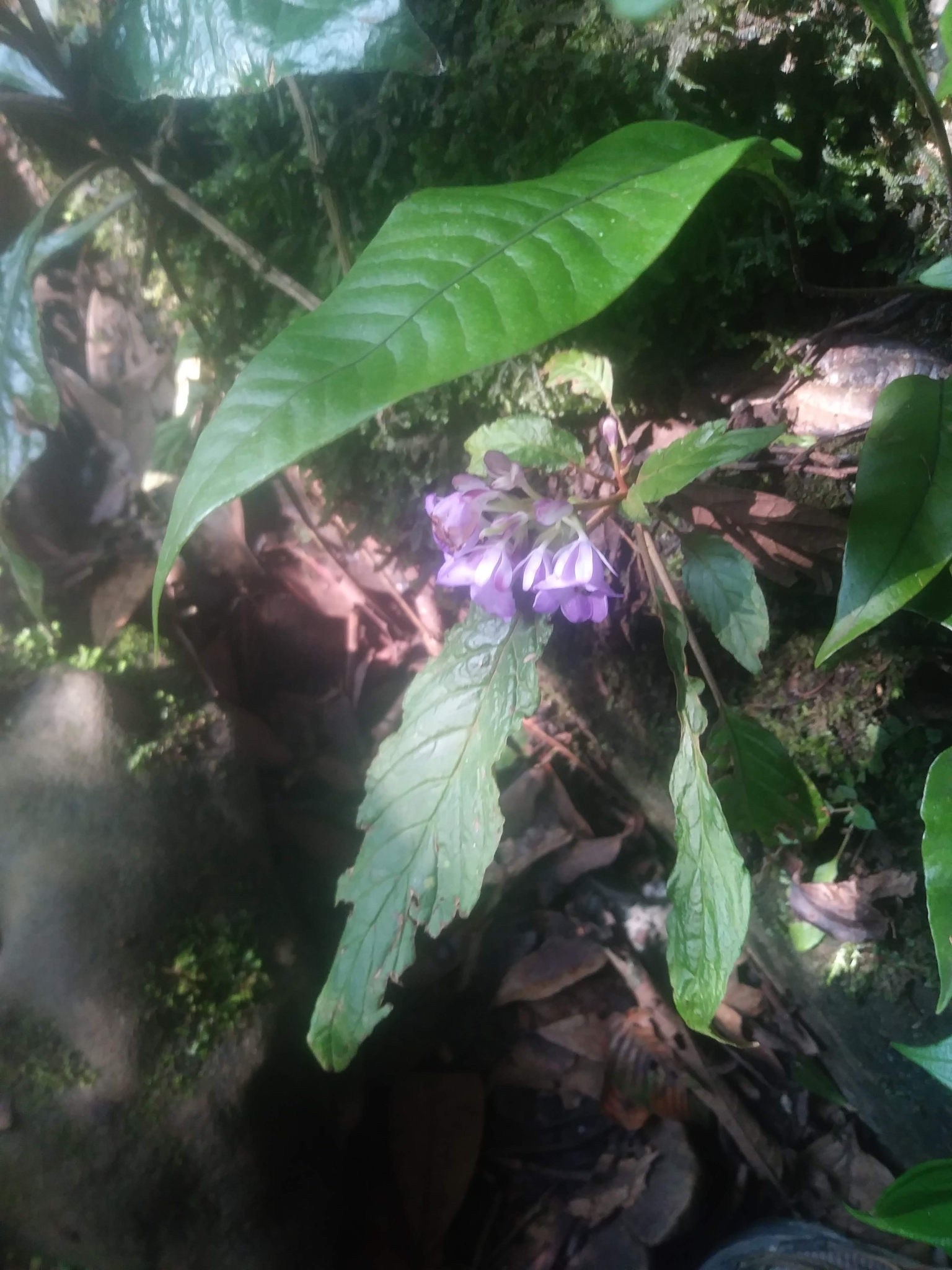 Paraboea sinensis — ảnh 2