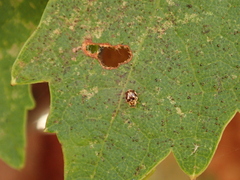 Psyllobora vigintimaculata