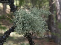 Usnea esperantiana
