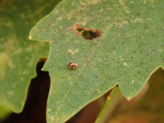 Psyllobora vigintimaculata