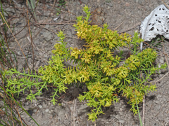 Thesium cupressoides