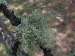 Usnea esperantiana