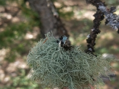 Usnea esperantiana
