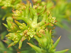 Thesium cupressoides