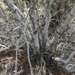 Cercocarpus ledifolius intermontanus