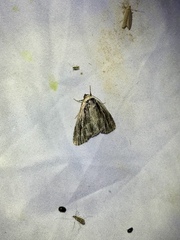 Sympistis badistriga