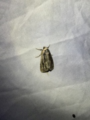 Sympistis badistriga