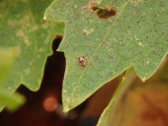 Psyllobora vigintimaculata