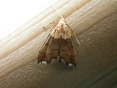 Agrotera nemoralis