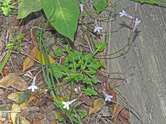Lobelia pteropoda