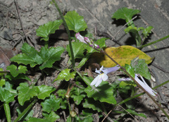 Lobelia pteropoda