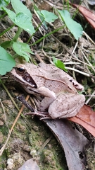 Rana macrocnemis