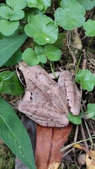 Rana macrocnemis