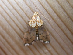 Agrotera nemoralis