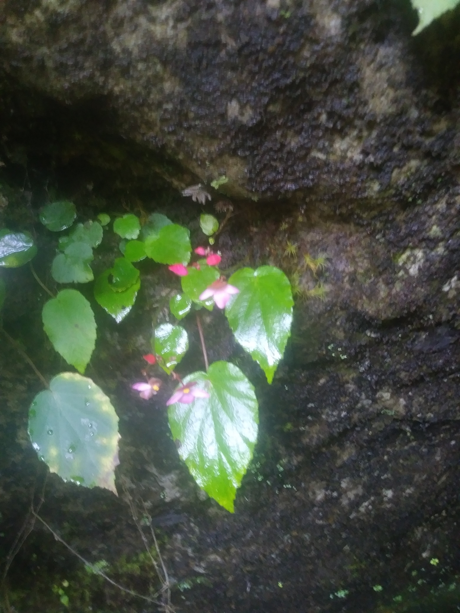 Begonia labordei — ảnh 3