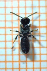 Lasioglossum leucopus