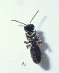Lasioglossum leucopus