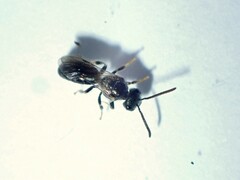 Lasioglossum leucopus
