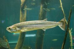 Rhaphiodon vulpinus
