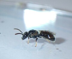 Lasioglossum leucopus