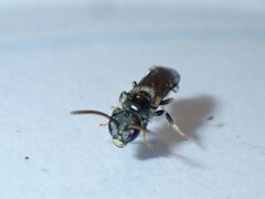 Lasioglossum leucopus