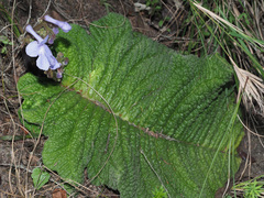 Streptocarpus trabeculatus