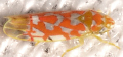 Erythroneura rubra
