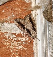 Catocala amatrix