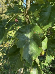Crataegus chungtienensis