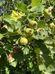 Crataegus chungtienensis