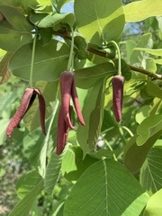 Annona macroprophyllata