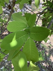 Annona macroprophyllata