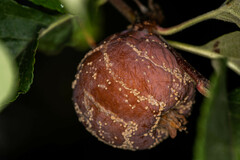 Monilinia fructigena