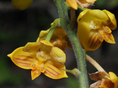 Polystachya pubescens