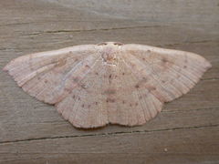 Cyclophora puppillaria