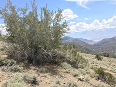 Cercocarpus ledifolius intermontanus