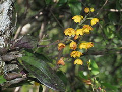 Polystachya pubescens