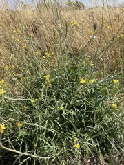 Diplotaxis tenuifolia