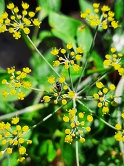 Anthophila