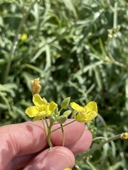Diplotaxis tenuifolia