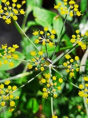 Anthophila