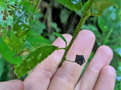 Pavonia sepium